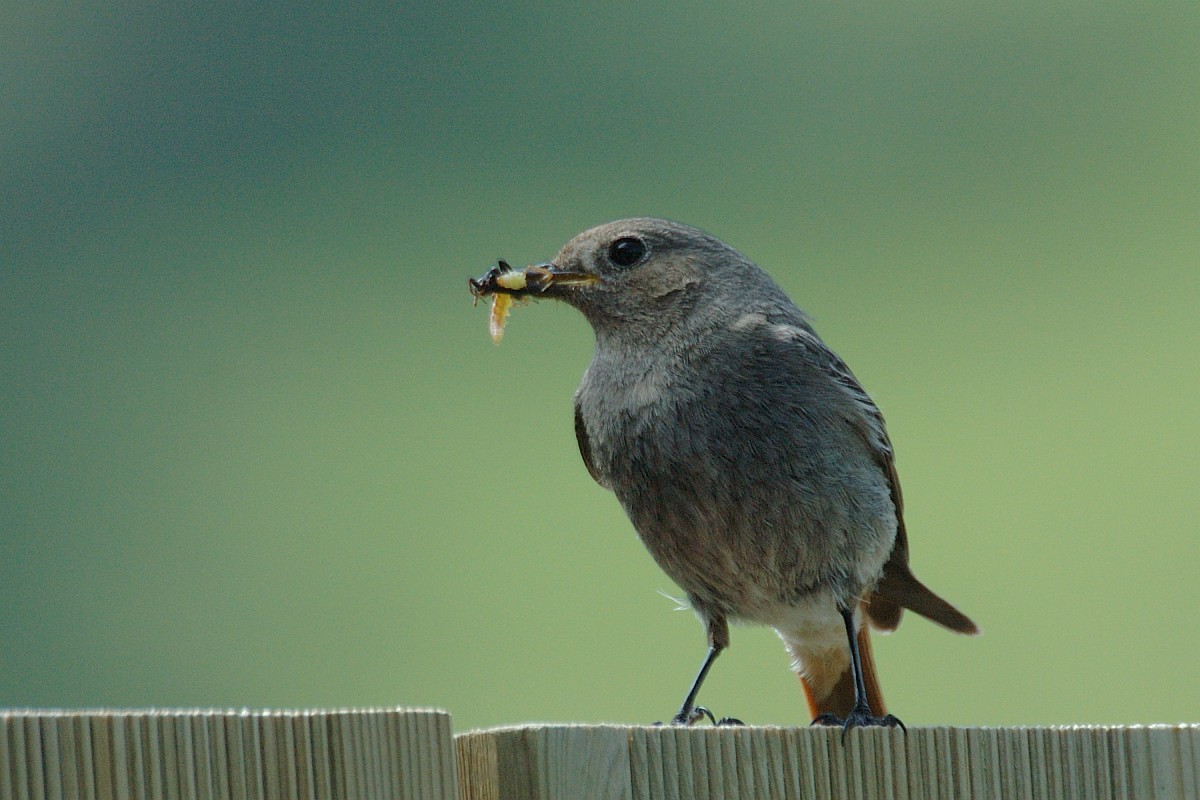 Phoenicurus Ochruros Black Redstart